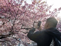 Warga Jepang Lihat Bunga Sakura Sebelum Berguguran