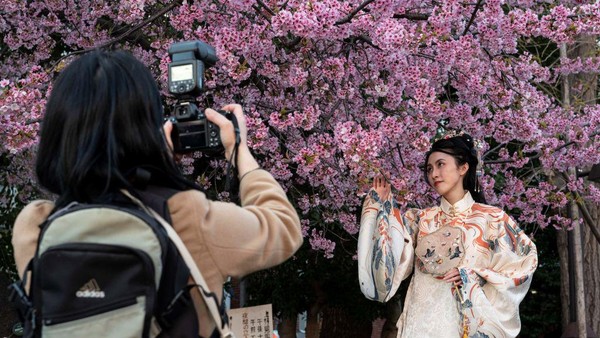 Saat Bunga Sakura di Jepang Mekar Lebih Cepat dari Biasanya