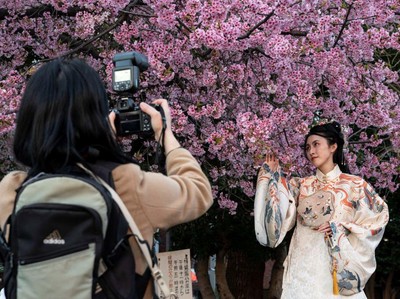 Saat Bunga Sakura di Jepang Mekar Lebih Cepat dari Biasanya