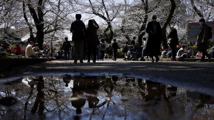 Saat Bunga Sakura di Jepang Mekar Lebih Cepat dari Musimnya Cherry trees in bloom at Ueno Park in Tokyo, Japan, on Sunday, March 19, 2023. Japan's main labor unions won their biggest wage hike in decades this week amid historic levels of inflation. Photographer: Kiyoshi Ota/Bloomberg via Getty Images
