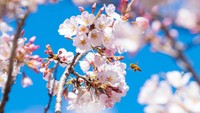 Rekor mekarnya bunga sakura di Tokyo sudah ada sejak 70 tahun lalu. Bunga putih-merah muda yang halus baru muncul pada awal tahun 2021 dan 2020, menurut badan cuaca. Yuichi Yamazaki/AFP/Getty Images