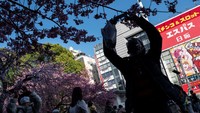 Musim sakura atau bunga sakura di Jepang sangat dinanti-nantikan oleh penduduk lokal dan wisatawan, dan pengumuman dimulainya musim di Tokyo ditayangkan oleh kantor berita besar dan diliput langsung di televisi. Mekar secara tradisional dirayakan dengan hanami, atau pesta menonton, dengan piknik -- dan terkadang perayaan mabuk-mabukan -- yang diselenggarakan di bawah pohon. Richard A. Brooks/AFP/Getty Images