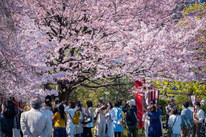 People gather under the cherry blossoms in Tokyo on March 19, 2023. (Photo by Yuichi YAMAZAKI / AFP) (Photo by YUICHI YAMAZAKI/AFP via Getty Images)