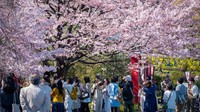 Di balik indahnya bunga sakura yang mekar lebih cepat, ada kekhawatiran yang begitu nyata, yakni perubahan iklim. Krisis iklim dan pemanasan perkotaan telah memicu majunya periode berbunga dari puncak mekar. Yuichi Yamazaki/AFP/Getty Images  