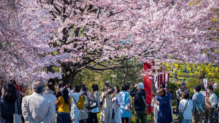 People gather under the cherry blossoms in Tokyo on March 19, 2023. (Photo by Yuichi YAMAZAKI / AFP) (Photo by YUICHI YAMAZAKI/AFP via Getty Images)