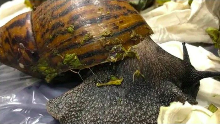 Siput raksasa Afrika di koper penumpang