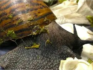 Satu Bandara Heboh, Penumpang Bawa Siput Raksasa Hidup Untuk Dimakan