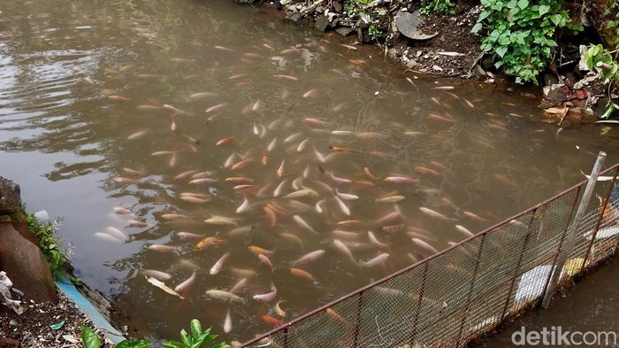 Warga Malang sulap sungai kumuh jadi tempat budidaya ikan