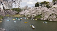 Bunga sakura mulai bermekaran di Tokyo, Jepang.
