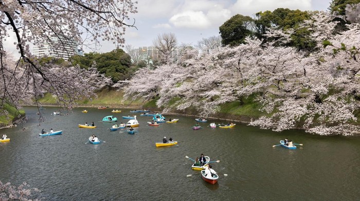 TOKYO, JAPAN - 2022/03/30: Visitors enjoy boating underneath Sakura trees in Chidorigafuchi moat near the Imperial palace in central Tokyo during cherry blossom season. Cherry tree blossom season is peaking in Tokyo. Citizens and visitors from other parts of Japan visit public parks to enjoy the beautiful blooming Sakura trees. A symbol of spring and the course of life, the trees will lose the petals quickly to make space for green leaves