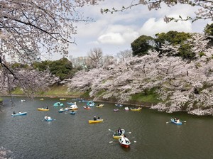 Ada Cara Baru Nikmati Sakura di Penjuru Tokyo, dengan Taksi Tur