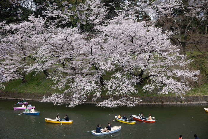 Jepang Rilis Waktu Sakura Mekar 2026, Siap-siap Pesan Tiket Pesawat