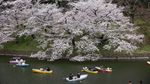 Asyiknya Warga Jepang Kayuh Perahu di Bawah Pohon Sakura yang Mekar