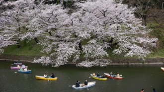 Jepang Rilis Waktu Sakura Mekar 2026, Siap-siap Pesan Tiket Pesawat