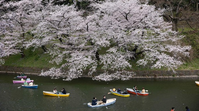 TOKYO, JAPAN - 2022/03/30: Visitors enjoy boating underneath Sakura trees in Chidorigafuchi moat near the Imperial palace in central Tokyo during cherry blossom season. Cherry tree blossom season is peaking in Tokyo. Citizens and visitors from other parts of Japan visit public parks to enjoy the beautiful blooming Sakura trees. A symbol of spring and the course of life, the trees will lose the petals quickly to make space for green leaves