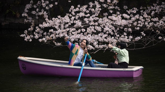 TOKYO, JAPAN - 2022/03/30: Visitors enjoy boating underneath Sakura trees in Chidorigafuchi moat near the Imperial palace in central Tokyo during cherry blossom season. Cherry tree blossom season is peaking in Tokyo. Citizens and visitors from other parts of Japan visit public parks to enjoy the beautiful blooming Sakura trees. A symbol of spring and the course of life, the trees will lose the petals quickly to make space for green leaves