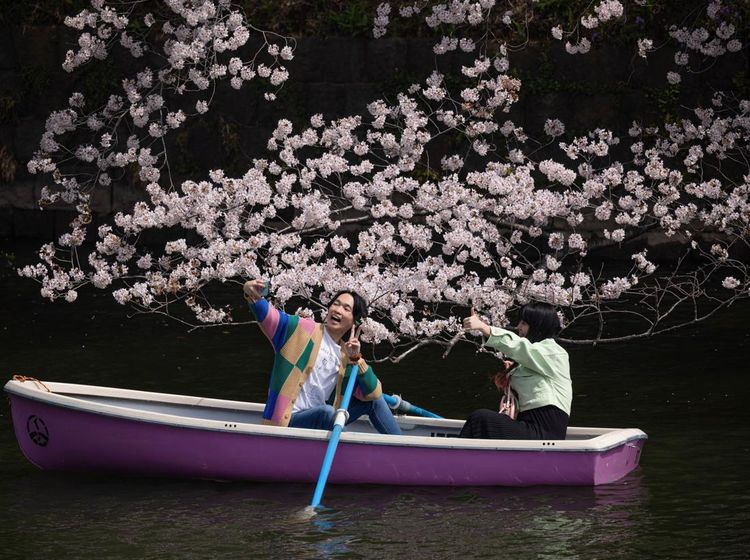 Asyiknya Warga Jepang Kayuh Perahu di Bawah Pohon Sakura yang Mekar