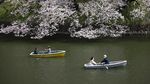 Asyiknya Warga Jepang Kayuh Perahu di Bawah Pohon Sakura yang Mekar