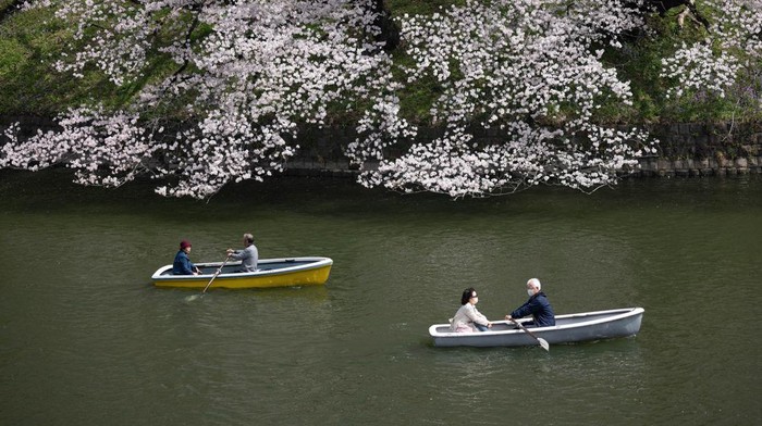 TOKYO, JAPAN - 2022/03/30: Visitors enjoy boating underneath Sakura trees in Chidorigafuchi moat near the Imperial palace in central Tokyo during cherry blossom season. Cherry tree blossom season is peaking in Tokyo. Citizens and visitors from other parts of Japan visit public parks to enjoy the beautiful blooming Sakura trees. A symbol of spring and the course of life, the trees will lose the petals quickly to make space for green leaves