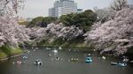 Asyiknya Warga Jepang Kayuh Perahu di Bawah Pohon Sakura yang Mekar