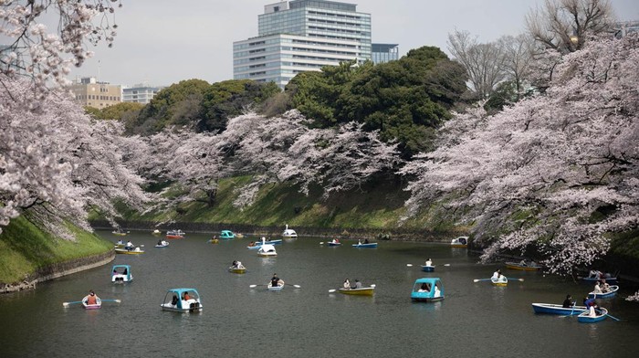 TOKYO, JAPAN - 2022/03/30: Visitors enjoy boating underneath Sakura trees in Chidorigafuchi moat near the Imperial palace in central Tokyo during cherry blossom season. Cherry tree blossom season is peaking in Tokyo. Citizens and visitors from other parts of Japan visit public parks to enjoy the beautiful blooming Sakura trees. A symbol of spring and the course of life, the trees will lose the petals quickly to make space for green leaves