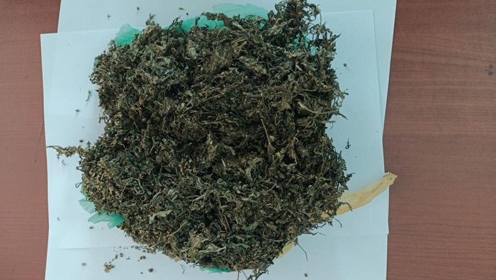 Barang bukti ganja yang disita dari pemuda di Manado