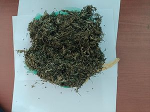 Kurir Ganja di Manado Sulut Diringkus Polisi di Hotel