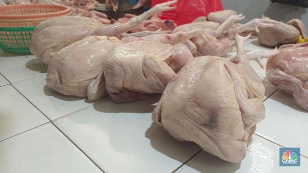 Harga daging ayam stabil jelang puasa. Harganya bervariasi mulai dari Rp 35.000 /ekor hingga Rp 47.000 /ekor. (CNBC Indonesia/Martyasari Rizky)