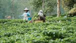 Hari Hutan Internasional 2023, Yuk Jaga Kelestariannya