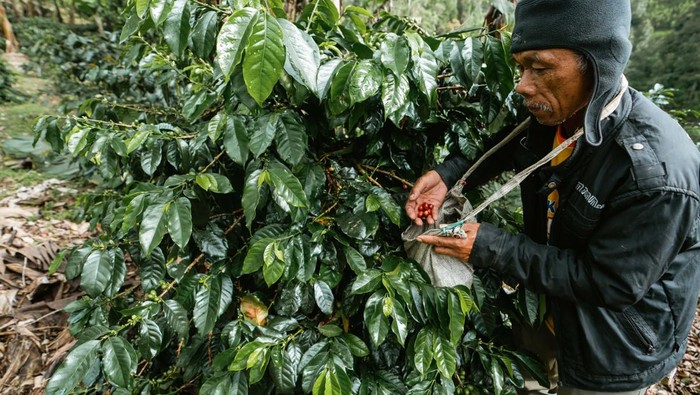 Hari ini adalah Hari Hutan Internasional. Tema yang diangkat tahun ini adalah 