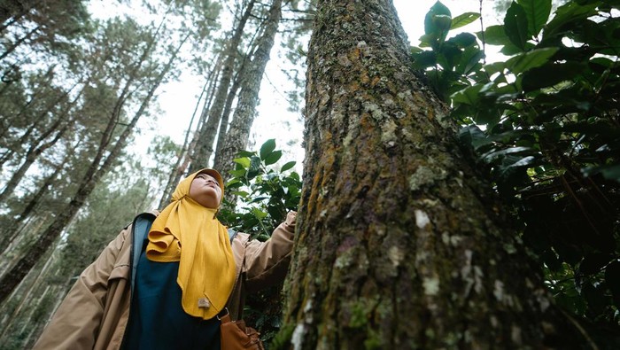 Hari Hutan Internasional 2023, Yuk Jaga Kelestariannya Hari ini adalah Hari Hutan Internasional. Tema yang diangkat tahun ini adalah