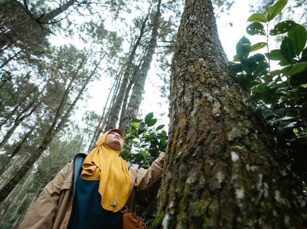Hari Hutan Internasional 2023, Yuk Jaga Kelestariannya