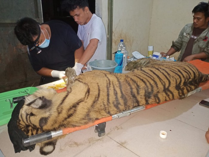 Harimau sumatera bernama Dewi Siundul mati di Barumun, Sumut.