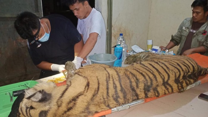 Harimau sumatera bernama Dewi Siundul mati di Barumun, Sumut.