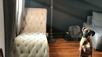 Anjing ini seperti ditempatkan pada foto kamar. Foto: Boredpanda