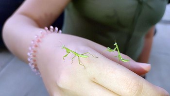 Belalang ini seperti ditempelkan di tangan. Foto: Boredpanda