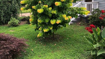 Daun di pohon ini seperti hasil editan ya. Foto: Boredpanda