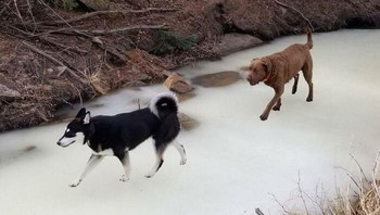 Anjing ini seperti hasil tempelan. Foto: Boredpanda