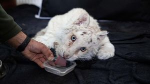 Kasihan, Anak Harimau Putih Ini Ditemukan di Tempat Sampah