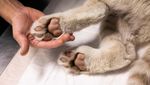 Kasihan, Anak Harimau Putih Ini Ditemukan di Tempat Sampah