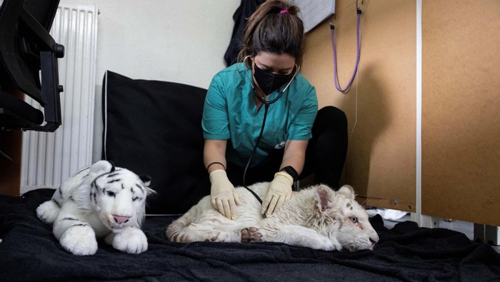 Kasihan, Anak Harimau Putih Ini Ditemukan di Tempat Sampah Veterinarian anaesthesiologist Stylianos Mantzios, 35, checks a white tiger cub that was abandoned outside the Attica Zoological Park and is believed to be a victim of illegal wildlife trade, before a CT scan at a clinic in Athens, Greece, March 15, 2023. REUTERS/Stelios Misinas TPX IMAGES OF THE DAY