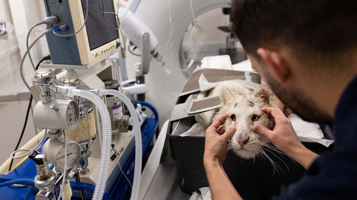 Kasihan, Anak Harimau Putih Ini Ditemukan di Tempat Sampah Veterinarian anaesthesiologist Stylianos Mantzios, 35, checks a white tiger cub that was abandoned outside the Attica Zoological Park and is believed to be a victim of illegal wildlife trade, before a CT scan at a clinic in Athens, Greece, March 15, 2023. REUTERS/Stelios Misinas TPX IMAGES OF THE DAY