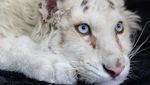 Kasihan, Anak Harimau Putih Ini Ditemukan di Tempat Sampah