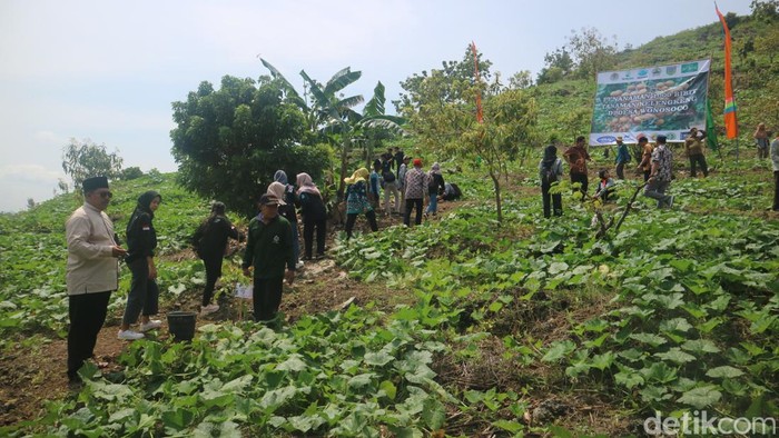 Penanaman kelengkeng di Pegunungan Kendeng, Desa Wonosoco, Kecamatan Undaan, Selasa (21/3/2023).