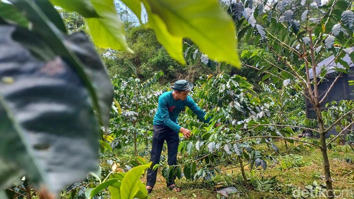 Petani kopi di Ciwidey, Kabupaten Bandung.