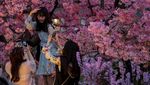 Sensasi Tur Malam di Taman Bunga Sakura Wuhan