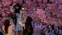 Pengunjung nampak asyik berfoto dengan bunga sakura di taman. Zhang Chang/China News Service/VCG/Getty Images.