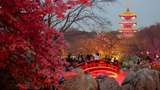 Sensasi Tur Malam di Taman Bunga Sakura Wuhan