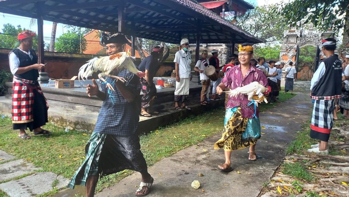 Tradisi Mapepada mennyucikan hewan yang akan digunakan sebagai sarana upacara Tawur Kesanga di Desa Adat Buleleng, Kecamatan Buleleng, Kabupaten Buleleng, Bali, Selasa (21/3/2023).