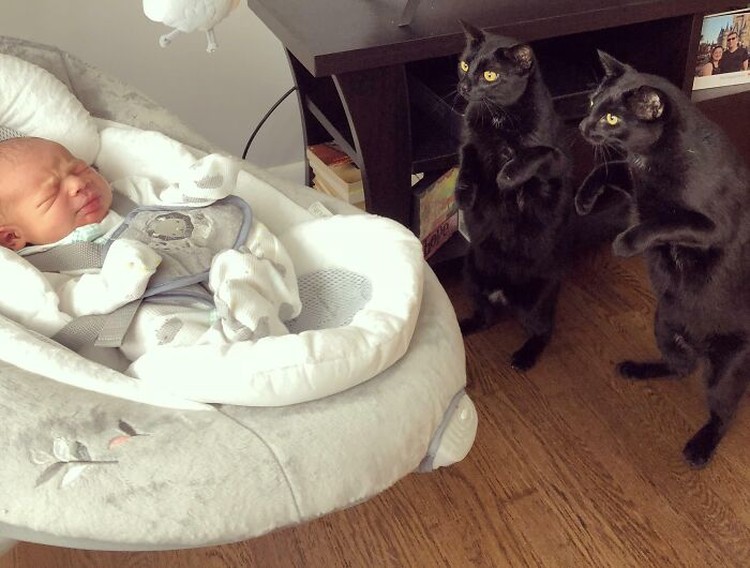 Ternyata kehadiran kucing bisa menemani si kecil di saat bermain atau tidur. Seperti deretan foto kucing jadi babysitter menggemaskan berikut.